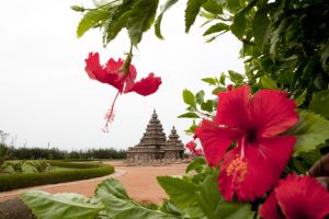 Hibiskusblüten vorm Strandtempel in Mahabalipuram